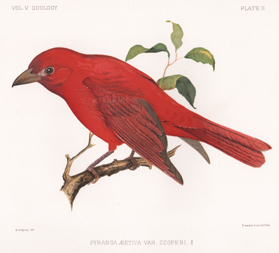 Cooper's Tanager